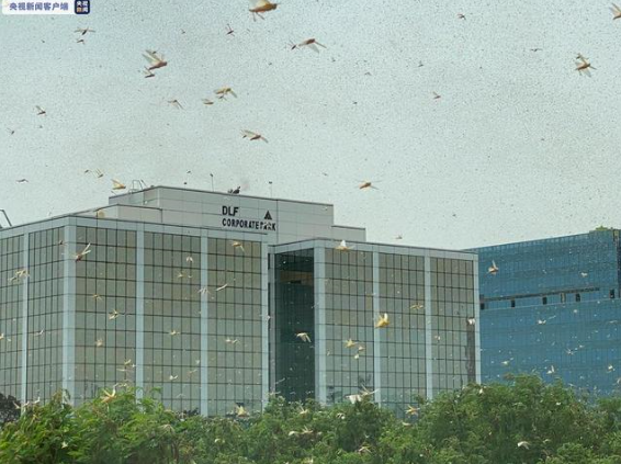 來勢(shì)洶洶！印度首都多地出現(xiàn)大量蝗蟲群 政府高度戒備