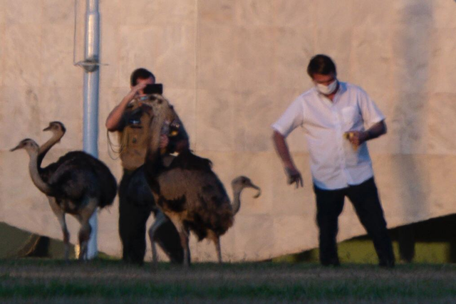 剛確診新冠一星期，巴西總統(tǒng)喂鴕鳥(niǎo)時(shí)又被咬了，網(wǎng)友卻希望“鳥(niǎo)沒(méi)事”(圖3)