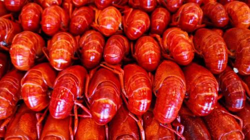 汛期切勿自行捕撈野生小龍蝦食用(圖2) 汛期切勿自行捕撈野生小龍蝦食用(圖2)