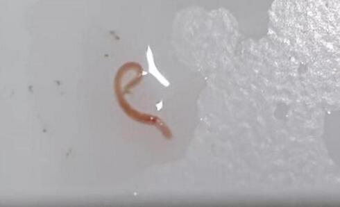 韓國(guó)多地自來(lái)水現(xiàn)幼蟲(chóng)樣生物 究竟是怎么回事