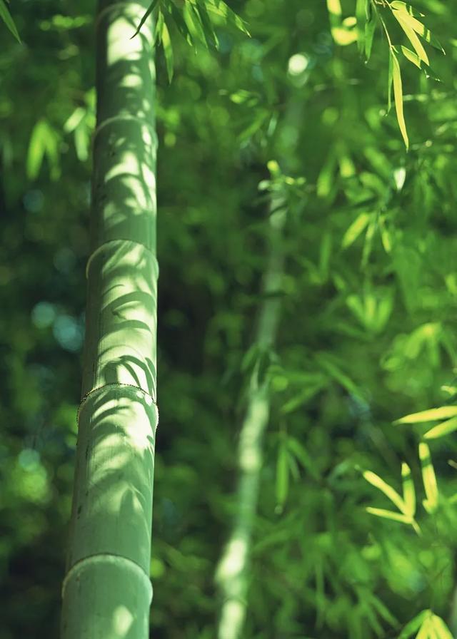 今日大暑丨迎風(fēng)沐雨，憧憬未來(lái)