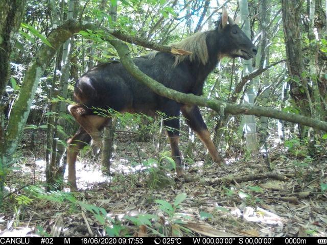 快看！蓮都峰源省級(jí)自然保護(hù)區(qū)首次拍到“四不像”