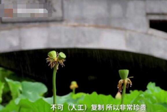 怒了！南京玄武湖并蒂蓮被游客摘下是怎么回事？(圖3)