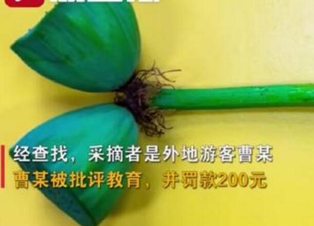 怒了！南京玄武湖并蒂蓮被游客摘下是怎么回事？