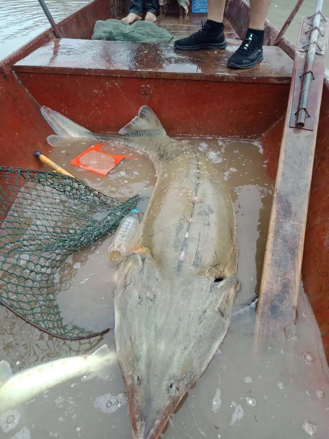 暴雨過(guò)后，上千萬(wàn)斤養(yǎng)殖大型鱘魚(yú)從甘肅流入廣元…