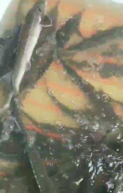 暴雨過后，上千萬斤養(yǎng)殖大型鱘魚從甘肅流入廣元…(圖2)