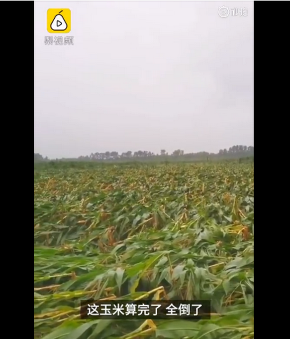 臺(tái)風(fēng)“美莎克”致吉林玉米大面積倒伏，像棉被一樣鋪在地上，減產(chǎn)已成定局