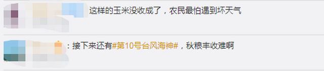 臺(tái)風(fēng)“美莎克”致吉林玉米大面積倒伏，像棉被一樣鋪在地上，減產(chǎn)已成定局(圖5)